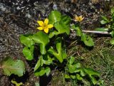 Caltha polypetala