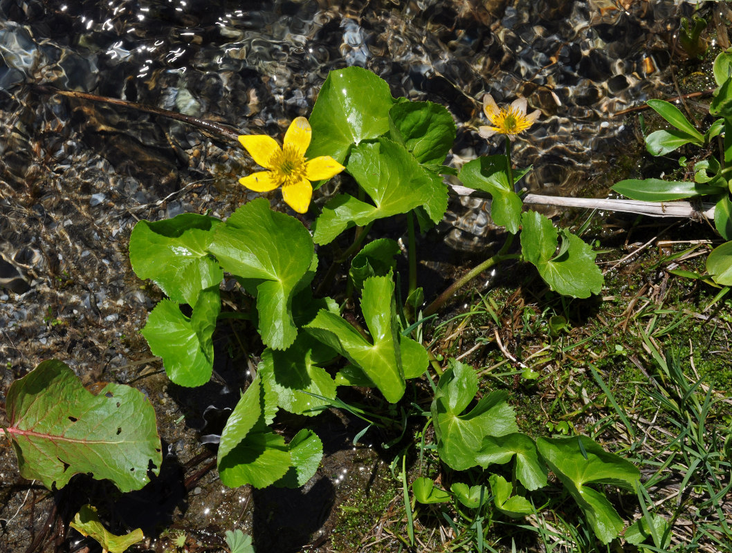 Изображение особи Caltha polypetala.