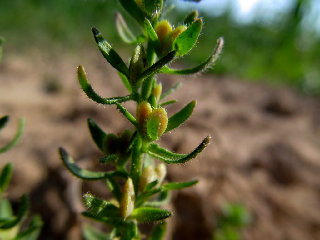 Image of Veronica arvensis specimen.