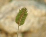 Agropyron cristatum