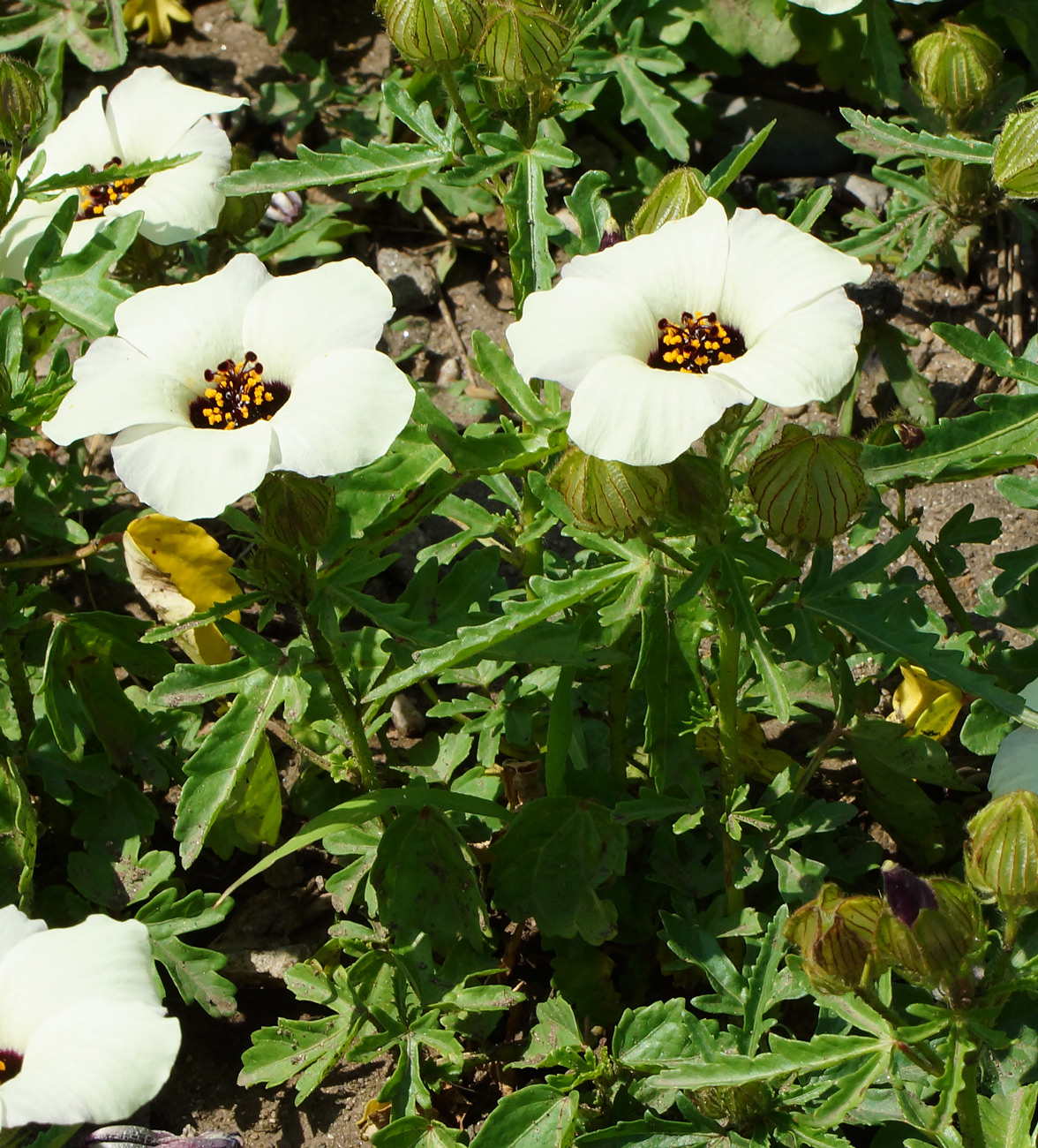 Изображение особи Hibiscus trionum.