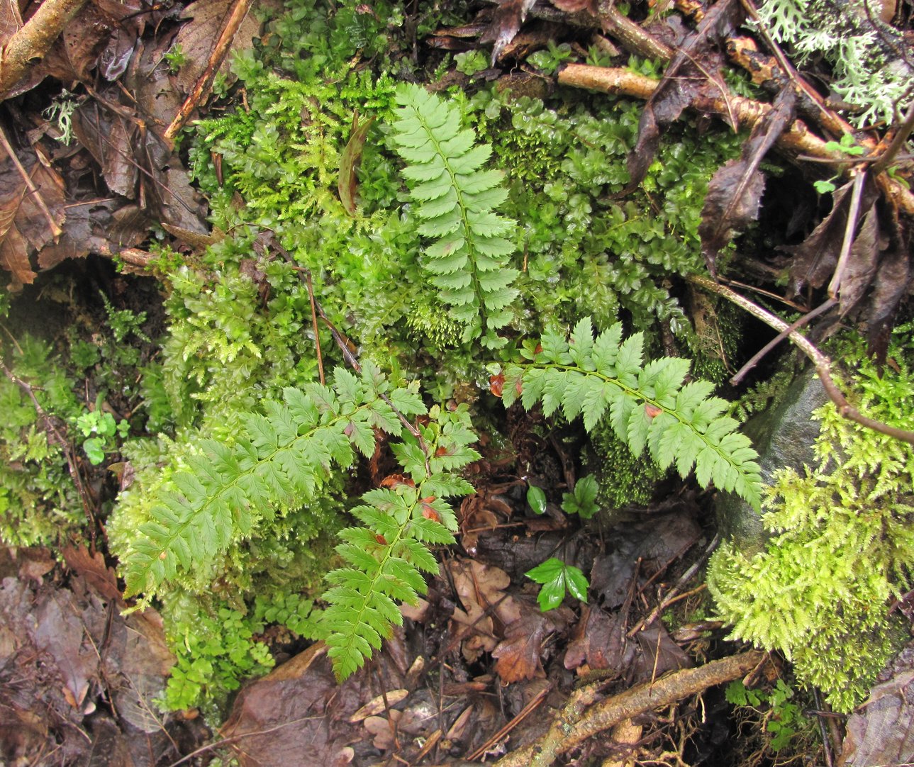 Изображение особи Polystichum aculeatum.