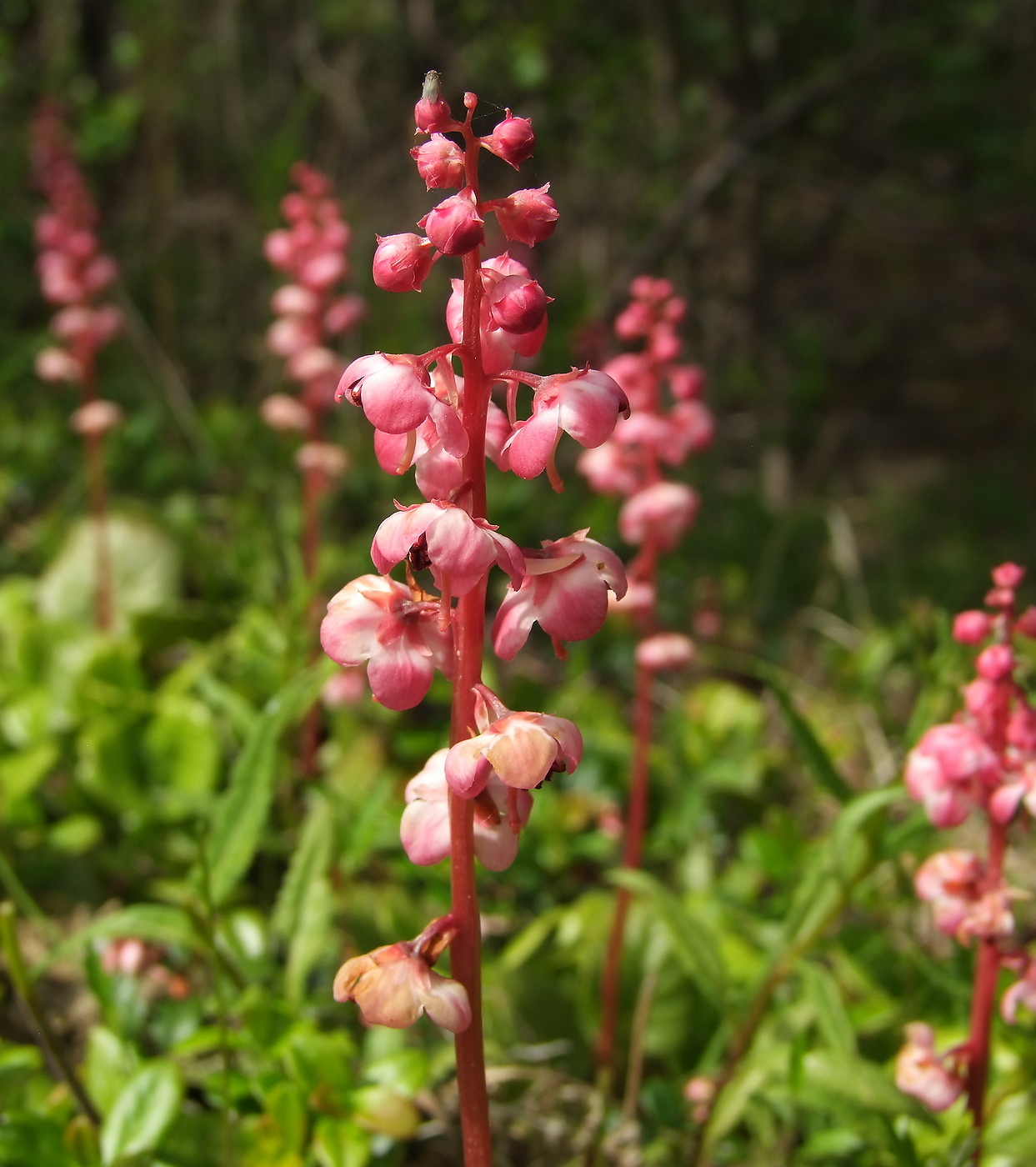 Image of Pyrola incarnata specimen.