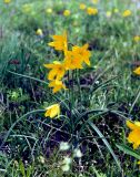 Tulipa ophiophylla subspecies bestashica. Цветущие растения на гранитах. Украина, Донецкая обл., Володарский р-н, заповедник \"Каменные Могилы\". Апрель 2001 г.