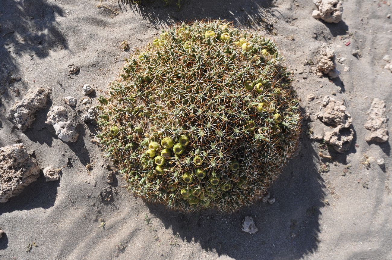 Image of genus Maihueniopsis specimen.