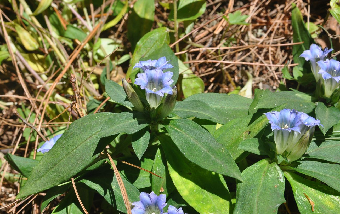 Image of genus Gentiana specimen.