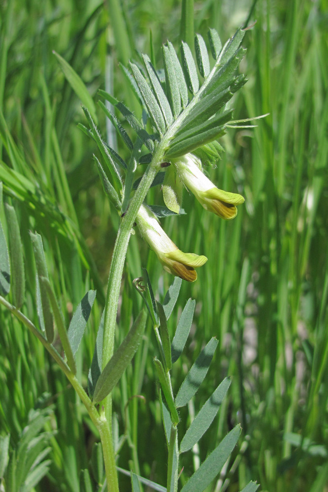 Изображение особи Vicia anatolica.