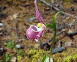 Cypripedium guttatum