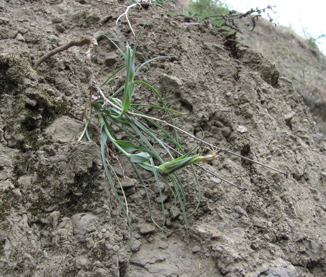 Изображение особи Tragopogon reticulatus.