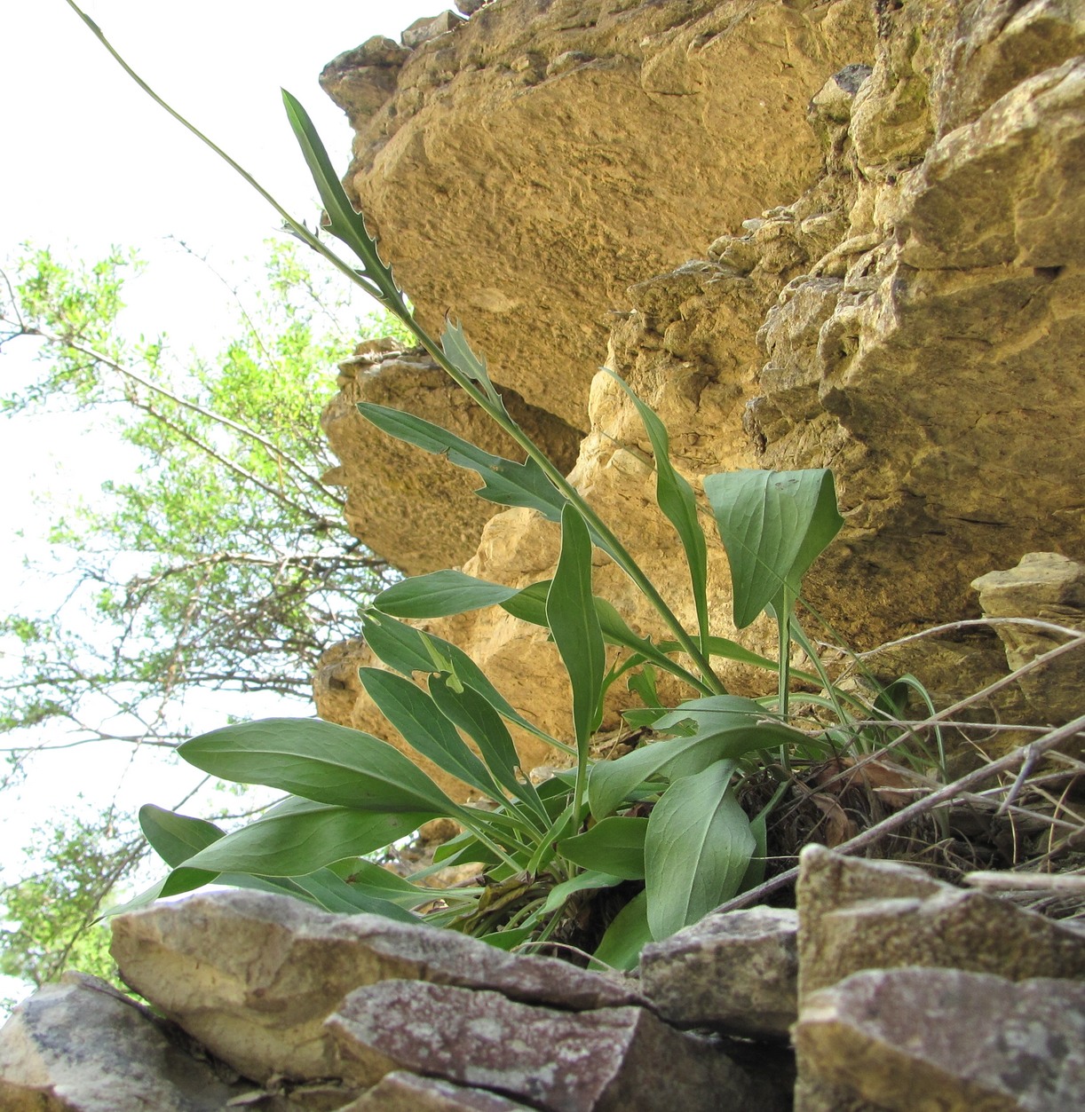 Image of Klasea haussknechtii specimen.