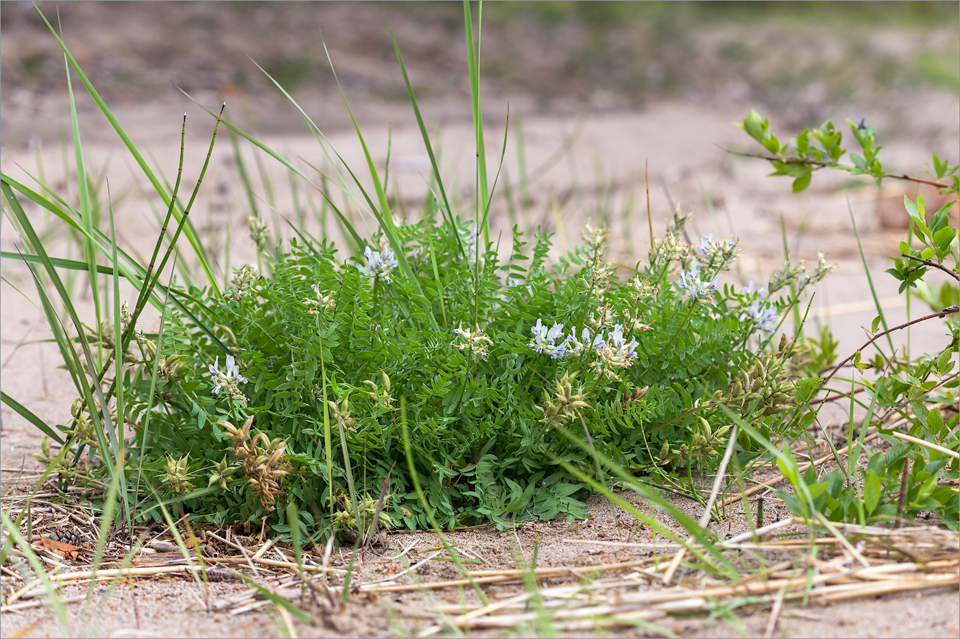 Изображение особи Oxytropis campestris.