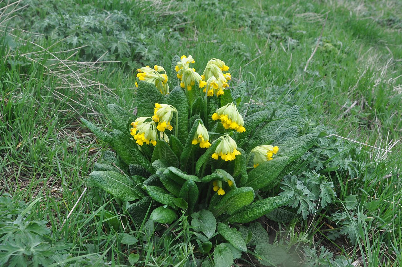 Изображение особи Primula macrocalyx.