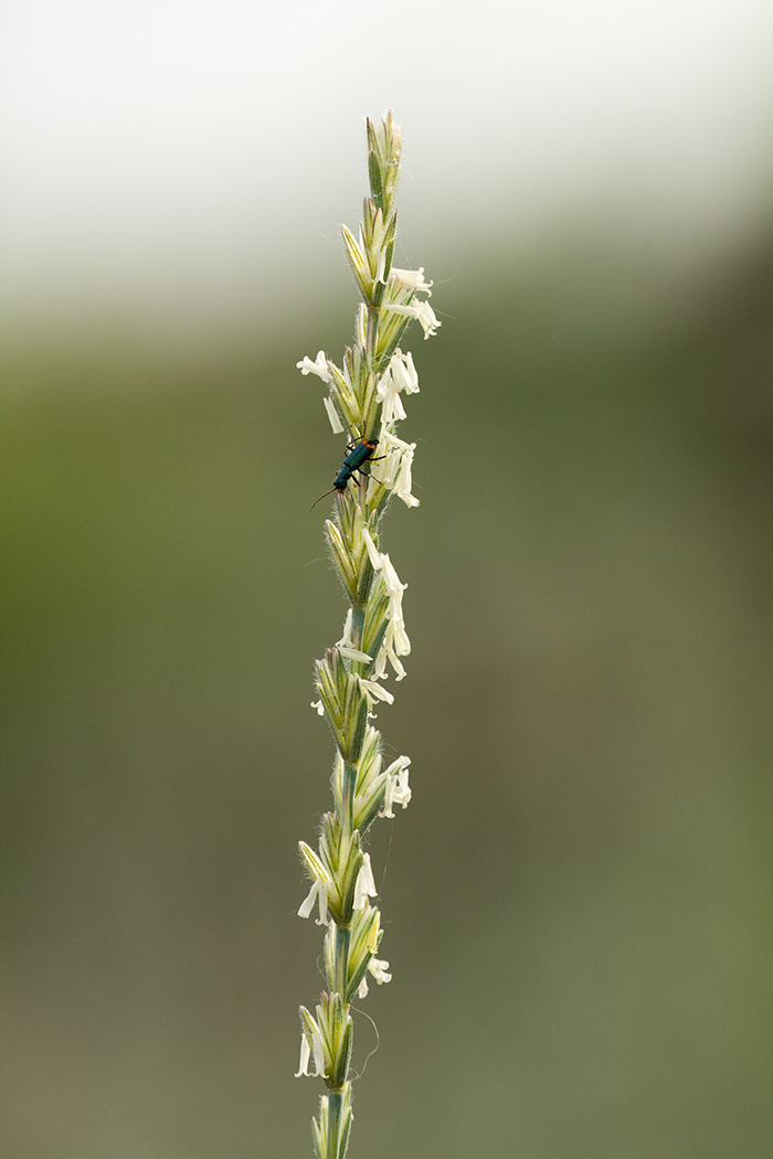 Изображение особи Elytrigia trichophora.