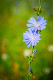 Cichorium intybus