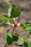 Populus tremula. Верхушка молодого (корнепорослевого?) растения с галлами. Ленинградская обл., Лужский р-н, 136 км шоссе М-20, опушка лишайниково-зеленомошного сосняка на песке, край противопожарной канавы. 15.06.2018.