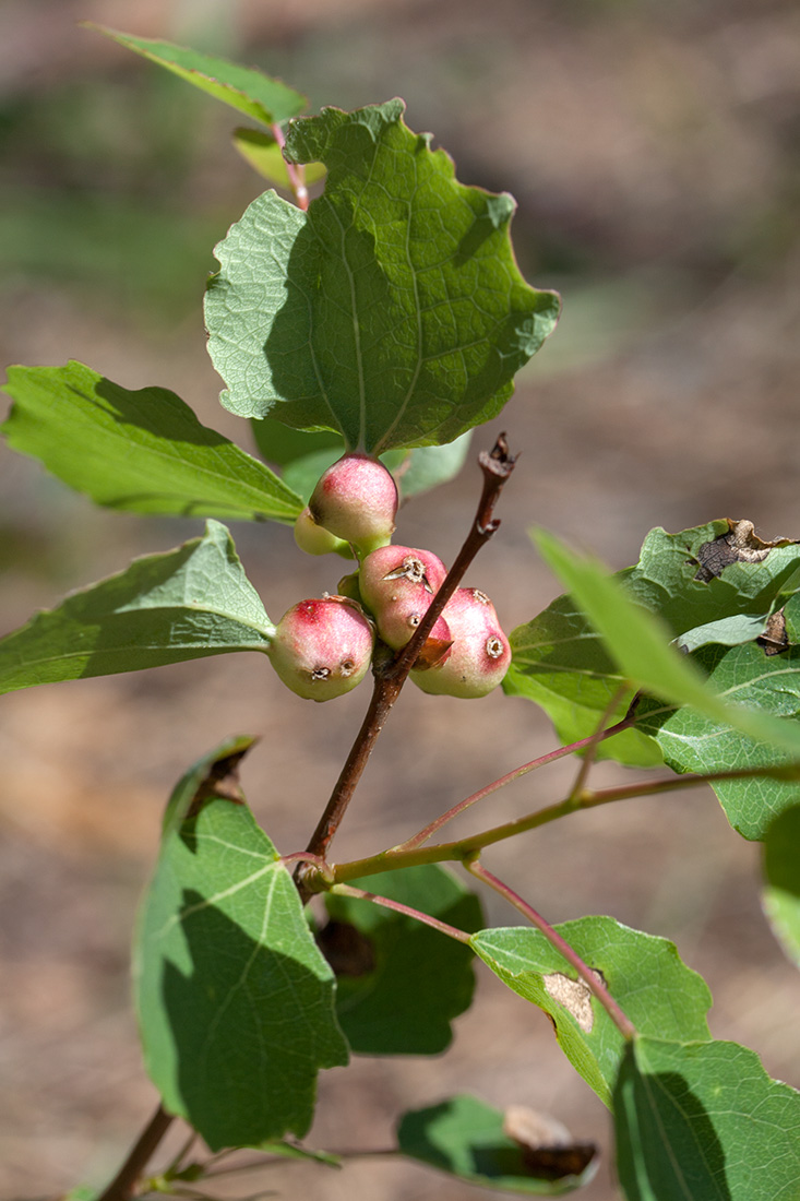 Image of Populus tremula specimen.