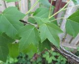 Liquidambar styraciflua