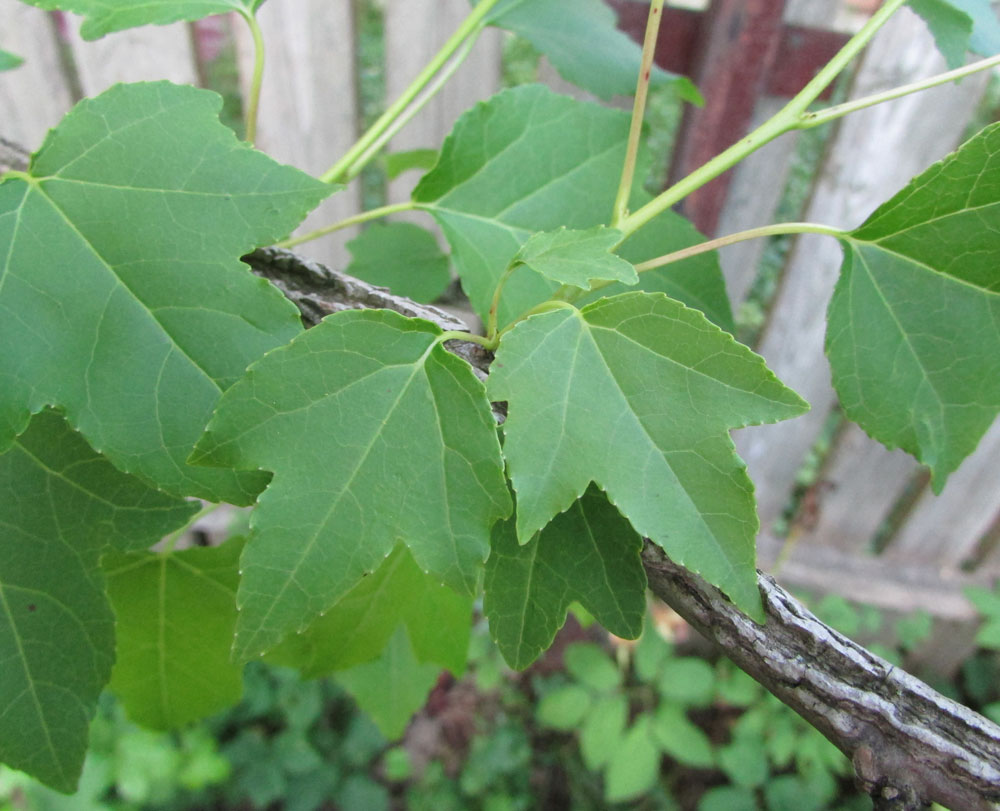 Image of Liquidambar styraciflua specimen.