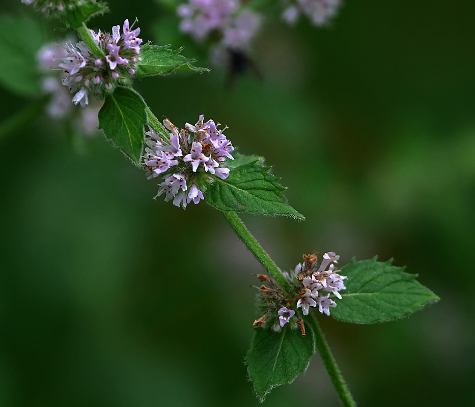 Изображение особи род Mentha.