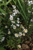 Symphyotrichum novi-belgii. Побеги цветущих растений. Московская обл., Одинцовский р-н, г. Кубинка, полоса отчуждения вдоль Большого кольца МЖД. 08.08.2018.