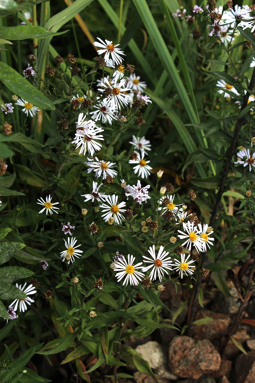 Изображение особи Symphyotrichum novi-belgii.