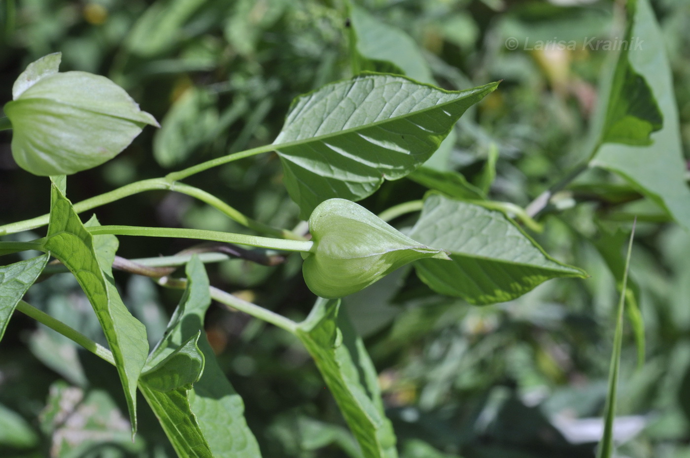 Изображение особи род Calystegia.