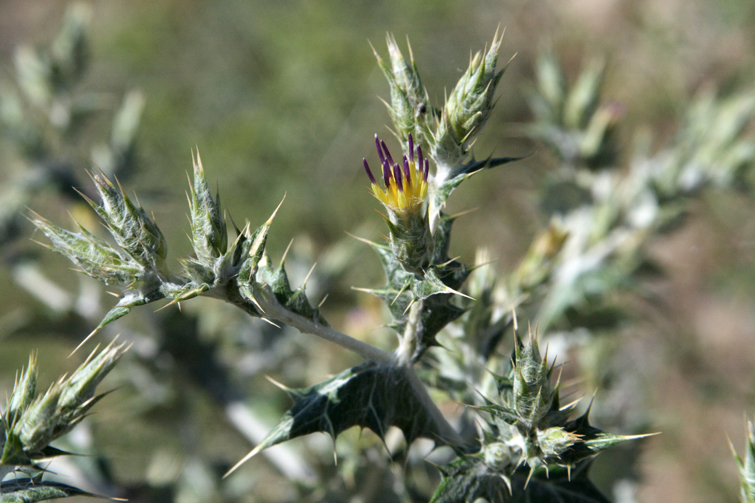 Image of Cousinia resinosa specimen.
