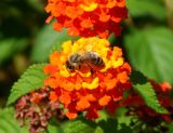 Lantana camara. Соцветие с фуражирующей пчелой. Черногория, муниципалитет Будва, пос. Бечичи (Bečići), в культуре. Июль 2018 г.