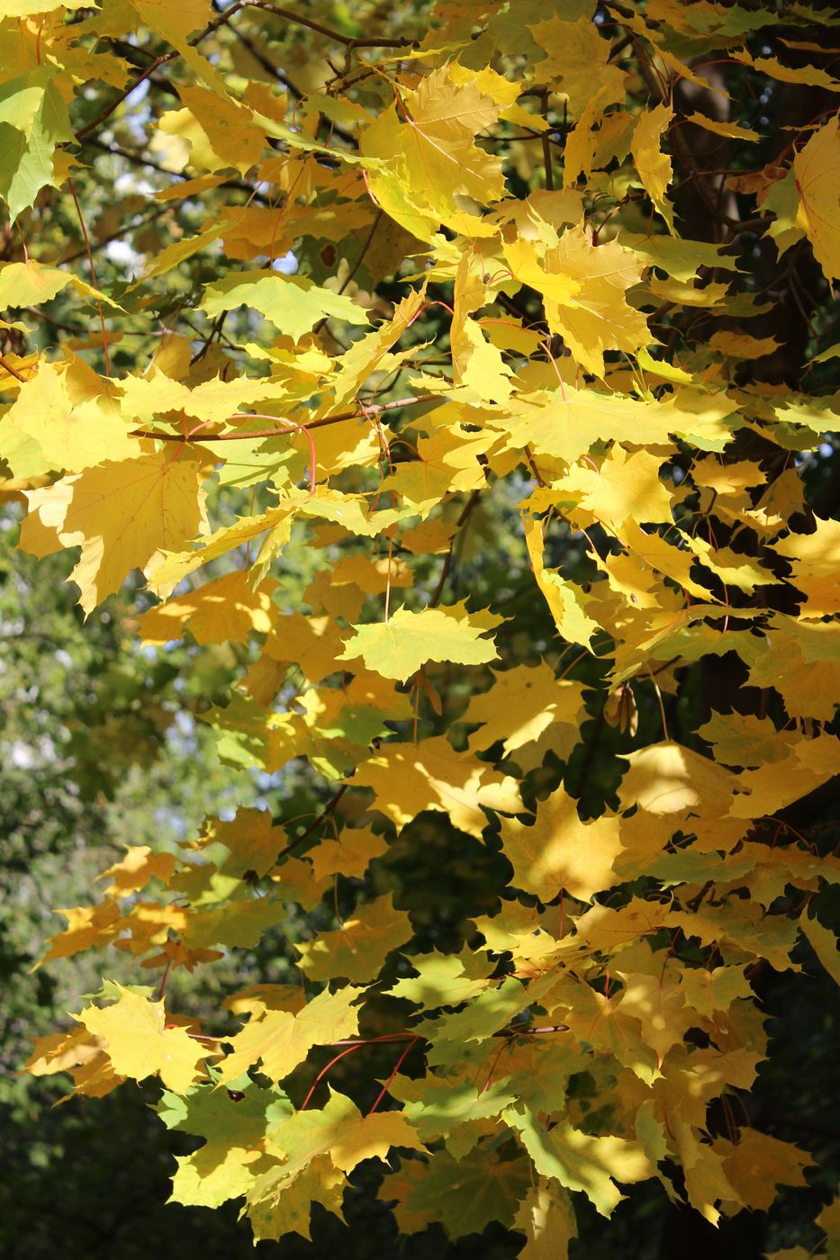 Image of Acer platanoides specimen.