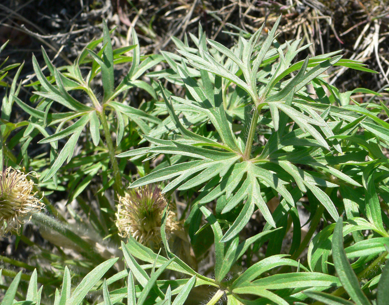 Изображение особи Pulsatilla multifida.
