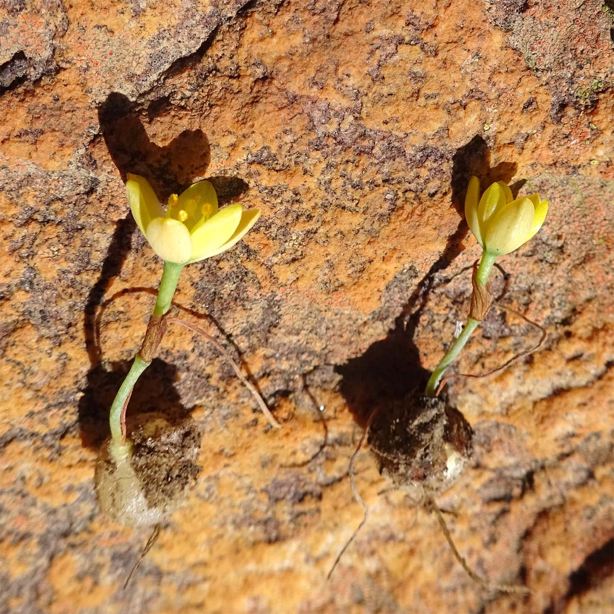 Изображение особи Ornithogalum rupestre.