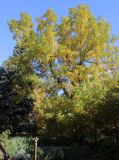 Juglans microcarpa. Взрослое растение в осенней окраске. Саратов, Ботанический сад им Н.Г. Чернышевского, в культуре. 21.10.2018.