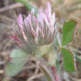 Trifolium hirtum