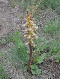 genus Orobanche. Цветущее растение. Грузия, край Самцхе-Джавахети, Ахалцихский муниципалитет, монастырь Сапара, луг. 28.05.2018.