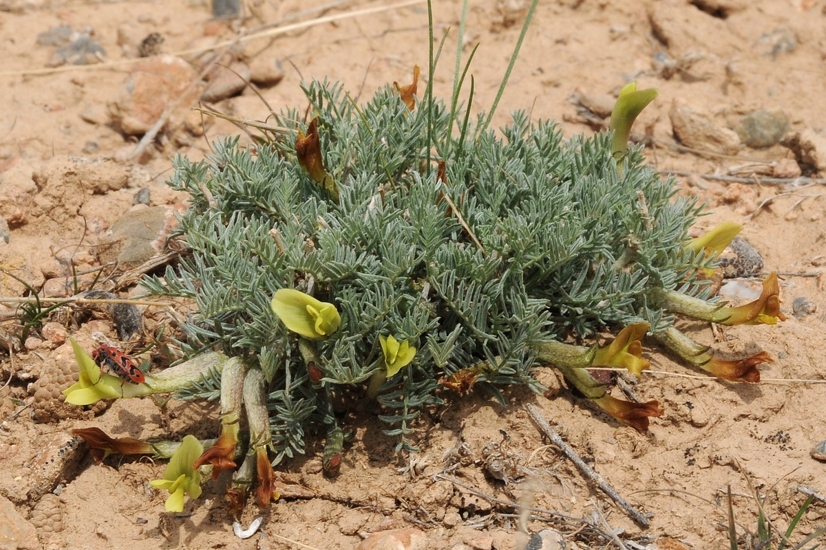 Изображение особи Astragalus dianthus.