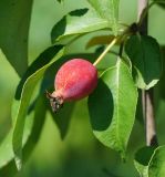 Malus prunifolia. Плод. Казахстан, Восточно-Казахстанская обл., г. Усть-Каменогорск, Архитектурно-ландшафтный музей-заповедник, в культуре. 26.08.2018.