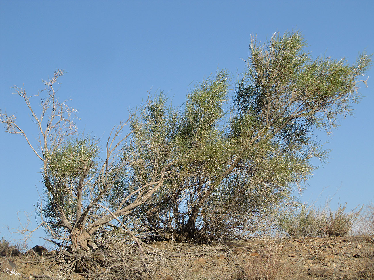 Image of Haloxylon aphyllum specimen.