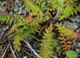Pedicularis kaufmannii
