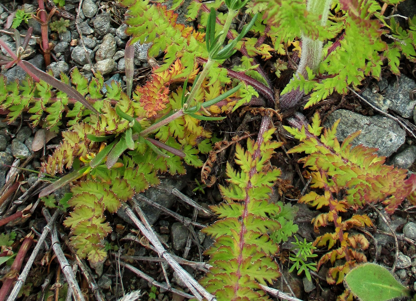 Изображение особи Pedicularis kaufmannii.