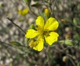 Image of taxon representative. Author is Александр Бронсков