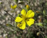 Helianthemum cretophilum