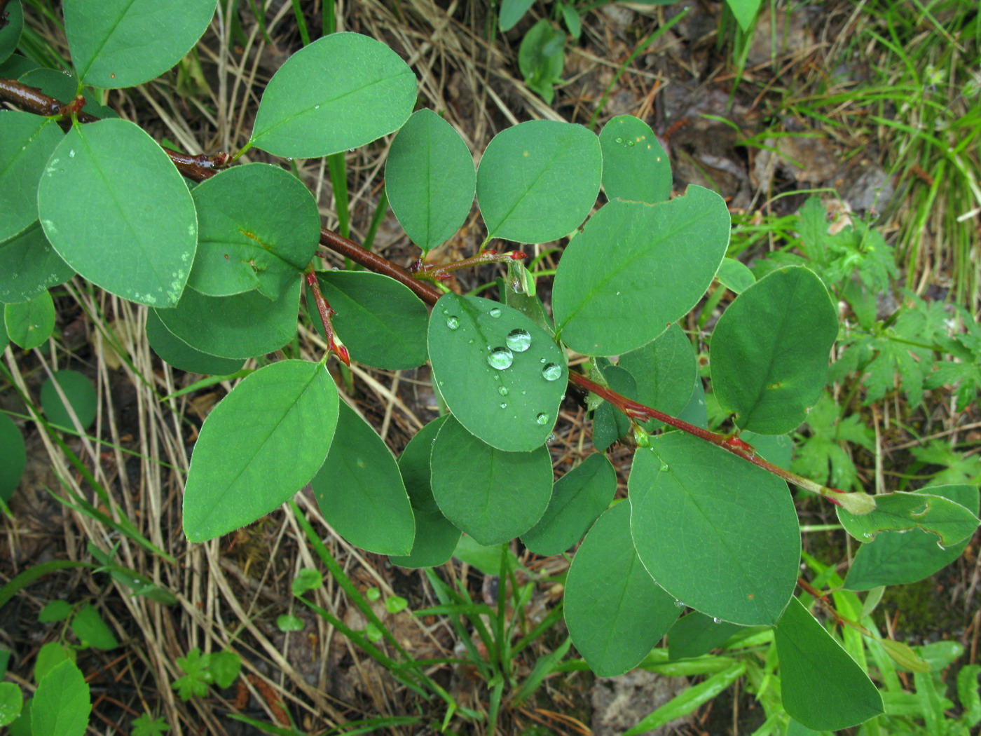 Изображение особи Cotoneaster tjulinae.