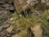 Minuartia pauciflora