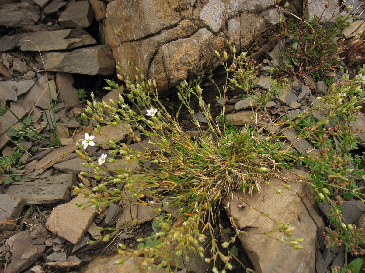 Image of Minuartia pauciflora specimen.