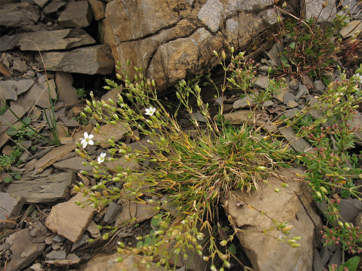 Изображение особи Minuartia pauciflora.