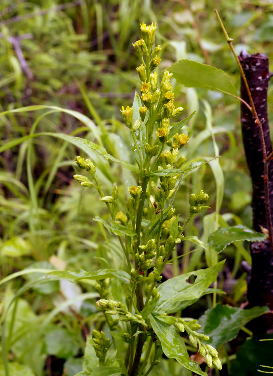 Изображение особи Solidago virgaurea ssp. dahurica.