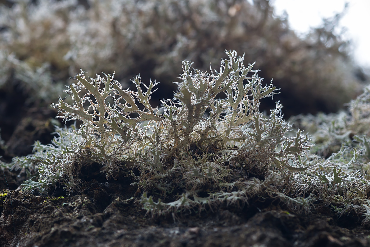 Image of Anaptychia ciliaris specimen.