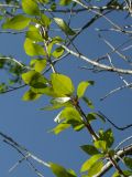 Populus laurifolia. Часть ветки. Магаданская обл., г. Магадан, окр. мкр-н Снежная Долина, р. Дукча, пойменный ивняк. 26.06.2015.