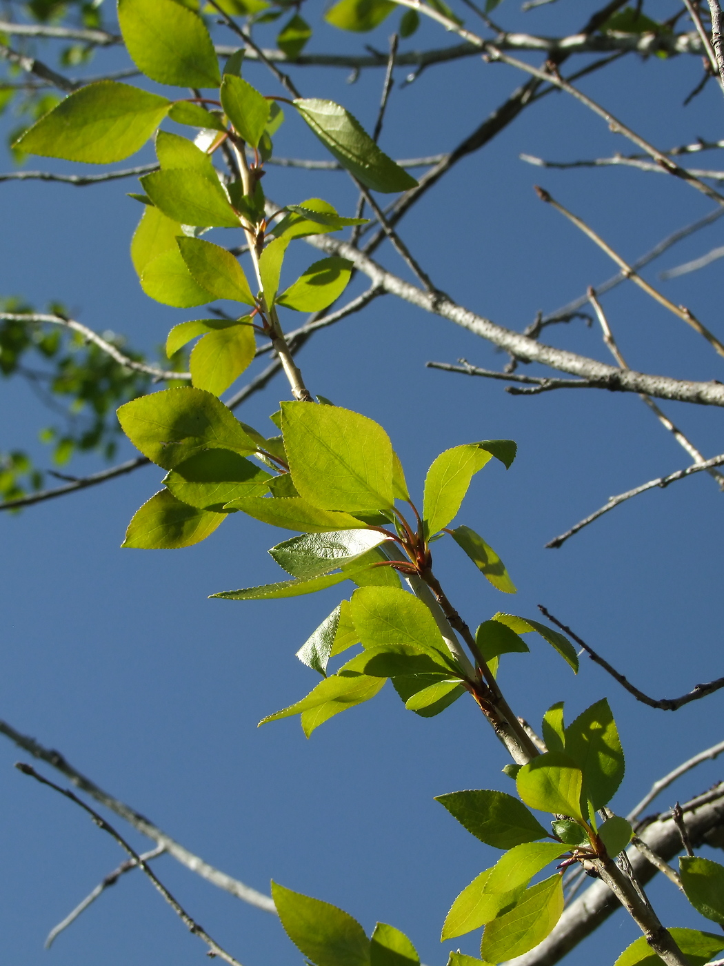 Image of Populus laurifolia specimen.