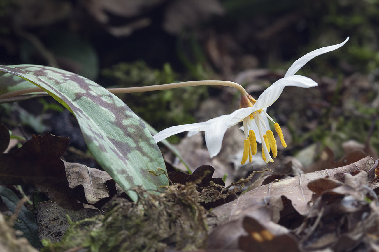 Изображение особи Erythronium caucasicum.